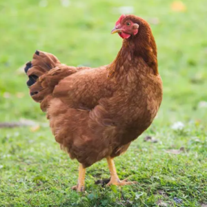 Hen walking the field -Star Milling Co.